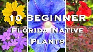 10 BEST BEGINNER Florida Native Plants