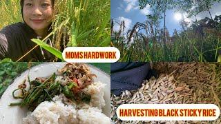 Finally the most awaited season is here|Harvesting black sticky rice  Moms hardwork result️️