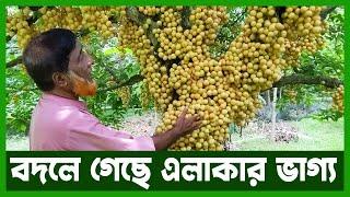 কোটি টাকার জংলী ফল | Agro News Bangla