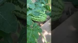 EPIC Backyard Garden Update in Zone 5!