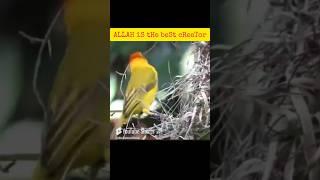 ALLAH is the best creator #shortvideo