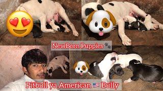 Finally New Born Pitbull Puppies Aa gye || Rock Blood line ||