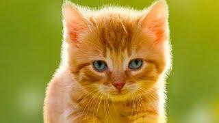 Amazing Cat photos with great editing..||  Nice Cat pictures...