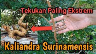 Membuat Bonsai Kaliandra Belanda Lebih Cepat