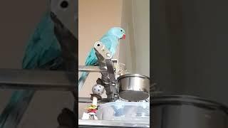 Indian Ringneck Pancho trying to talk 3 months old