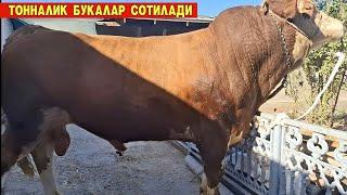 УЙДА БОКИЛГАН 500 КГ ДАН  1200 КГ ГАЧА БУКАЛАР СОТИЛАДИ !!! ХОРАЗМ БОЗОР