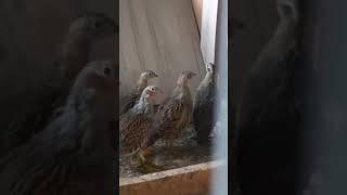 Кеклики у Сергея город Алматы #birds #птицы #shortvideo #алматы #голуби #zoo #птицеводство