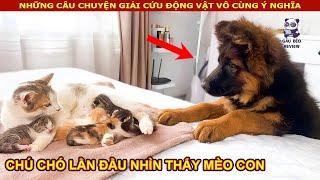 Phản ứng của Chú Chó chăn cừu đức khi lần đầu nhìn thấy Mèo Con || Review Con Người Và Cuộc Sống