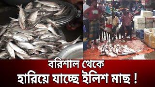 বরিশাল থেকে হারিয়ে যাচ্ছে ইলিশ মাছ ! | Barisal Hilsa | Bangla News | Mytv News