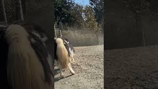 TIBETAN YAK fight
