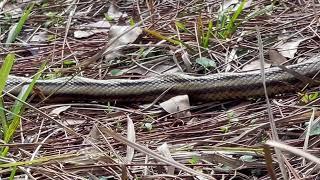 Exploring at Lower Green Swamp Nature Preserve