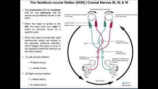 Vestibulo-ocular Reflex (VOR) | Structure & Physiology