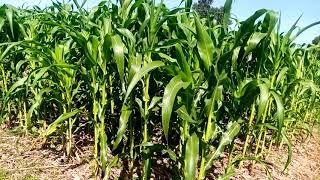 Farming the God's way maize vs conventionally grown maize