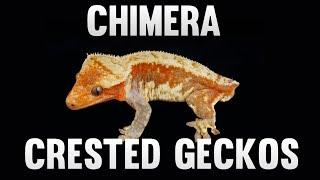 Chimera Crested Geckos?! What Are They? New Morph?