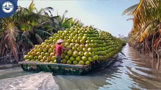 Harvesting Millions of Coconuts For Worldwide Distribution!