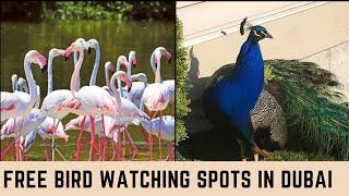 Watch These Flamingos/Peacocks For Free|Things To Do In Dubai|Zabeel Palace/Ras Al Khor Wildlife