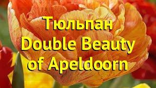 Тюльпан гибрид Дабл оф Бьюти Апельдорн. Краткий обзор, описание tulipa Double Beauty of Apeldoorn