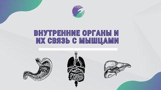 Внутренние органы и их связь с мышцами