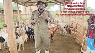 Besic requirements of starting goat farming project