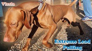 Extreme Lead Pulling Fixed In Seconds - Hungarian Vizsla