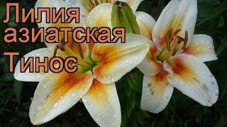 Лилия азиатская Тинос (lilium asiatic tinos)  лилия Тинос обзор: как сажать луковицы лилии Тинос