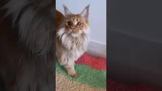 Somewhere over the rainbow  there’s a kitty, Michu Natural Clumping Tofu Cat Litter #catvideos