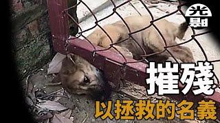 虛假動物救援 真實的摧殘 正在進行的犯罪 背後的漆黑鏈條觸目驚心  虐待動物 刑事 懸案 調查 腦洞 檔案