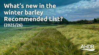 What’s new in the winter barley recommended list (2025/26)? | AHDB