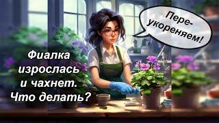 Переукоренение фиалки методом сноса головы.