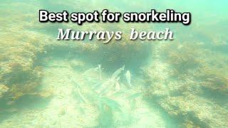 Snorkeling at Murrays Beach Jervis bay....February 5, 2023