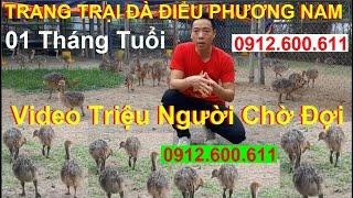 Đà Điểu Giống, Video Triệu Người Đang Chờ Đợi, PHUONG NAM TV, Trang Trại Đà Điểu Phương Nam