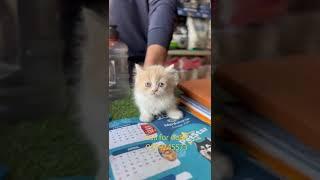 Cute persian kittens available in jaipur #youtubeshorts #shorts #persiancatslovers #jaipur