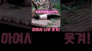 아여사 아기 같아!#아이바오 #사랑이 #기지개