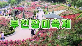 부천백만송이 장미축제 / 축제기간 (2024.05.25~06.09) 5월16일 현재 개화 현황은 영상 후반부에 있습니다. 장미축제 / 장미공원 / 장미정원/ 부천장미축제