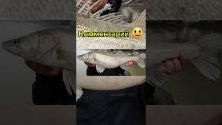 Выбери рыбу #рек #рыбалка #fishing #щука #карась #сом #ёрш #судак