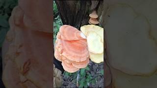 Как я нашёл гриб ТСЖ Трутовик серно-жёлтый #грибтсж #грибкурица #nature #еда  #Трутовиксерно-жёлтый