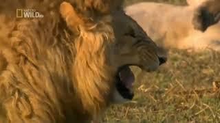 LAUGHING LION / NAT GEO WILD / MEME TEMP / RATIO 16:9