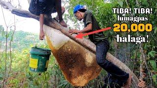 TIBA! TIBA! LUMAGPAS 20,000 HALAGA! ANG NAKUHA NAMING PULOT PUKYUTAN |MASIVE HONEY HARVESTING