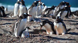 南極Antarctica Ep.04~Falkland Islands~Saunders Island.(照片集)