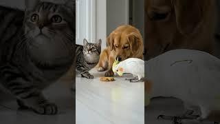 Cat Dog Parrot Cookie Chaos The Last Crumb!