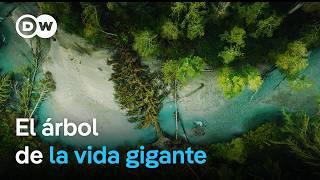 El bosque pluvial del Gran Oso en Canadá | DW Documental