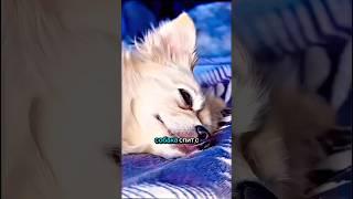 #собака#жизнь#друзья#психология #животные #любовь