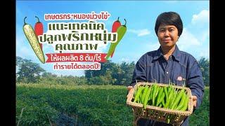 สูตรเด็ดเกร็ดเกษตร "เกษตรกรหนองม่วงไข่แนะเทคนิคปลูกพริกหนุ่มคุณภาพ ให้ผลผลิต8ตัน/ไร่ ทำรายได้ตลอดปี"