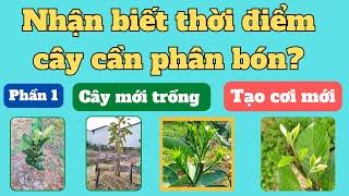 Nhận biết thời điểm cây cần phân bón để bón đúng lúc và đúng kỹ thuật | P1: Cây mới trồng và tạo cơi