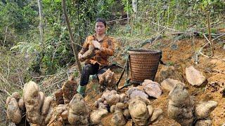 Harvesting many strange giant tubers to sell at Ly Phuc Ca rural market