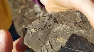 go find your own fossils in Idaho