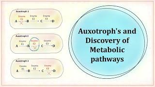 Auxotroph and discovery of metabolic pathway.