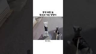 동생 때린 놈 찾으러 가는 강아지ㅋㅋ #shorts #강아지 #웃긴영상