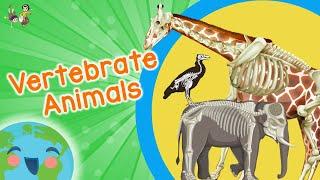 Vertebrate Animals for Kids (Educational Video for Kids)