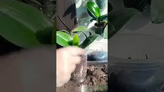 easyest repotting orchid videos